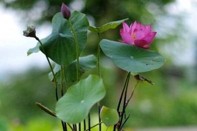 Rộ mốt trồng sen mini trong nhà