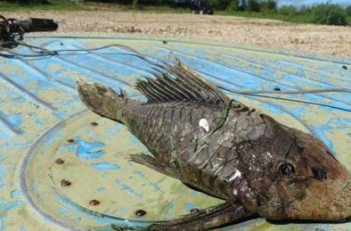 Tìm thấy 'thủy quái'  đầu rùa, vảy hóa thạch kì dị bất thường