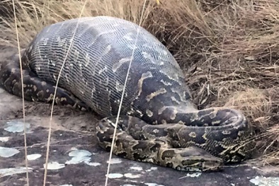 Trăn khổng lồ chết thảm vì xác định nhầm mồi