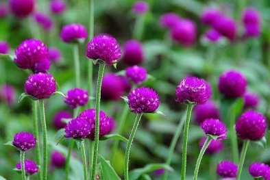 Biến chứng vì chữa tiểu đường bằng cúc bách nhật