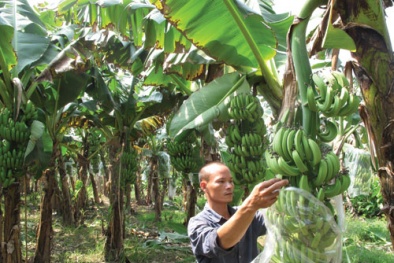 Kỹ thuật và kinh nghiệm trồng chuối cho năng suất cao vượt trội