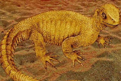 Khai quật hóa thạch loài rùa đặc biệt nhất từ trước tới nay