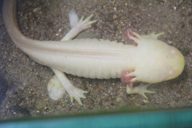 Lâm Đồng: Xuất hiện 'cá biết đi' 4 chân, 6 sừng