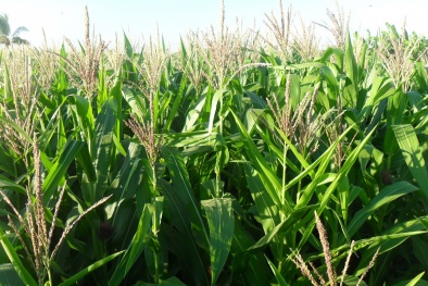 Kỹ thuật thụ phấn bổ sung giúp tăng năng suất ngô 