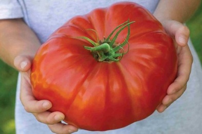 Phát sốt với giống cà chua Đà Lạt nặng gần 1 kg/ trái