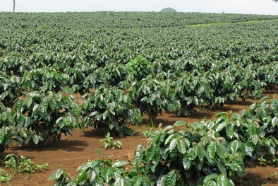 Tăng năng suất cây trồng bằng chất điều hòa sinh trưởng Gibberellin