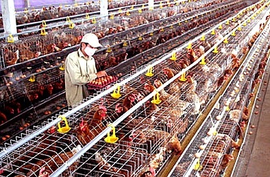 Đầu tư trang thiết bị chuyên dụng nuôi gà siêu trứng đạt năng suất cao