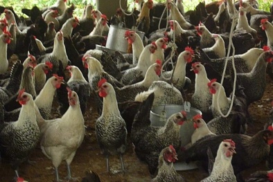 Mô hình nuôi gà siêu trứng Ai Cập cho năng suất cao