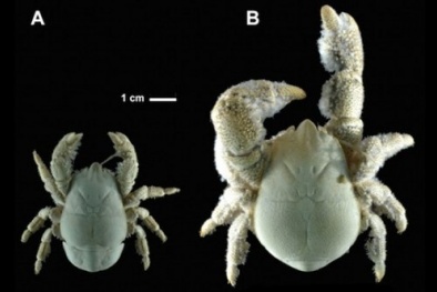 Phát hiện cua 'Người Tuyết' không mắt biết tự chăn nuôi