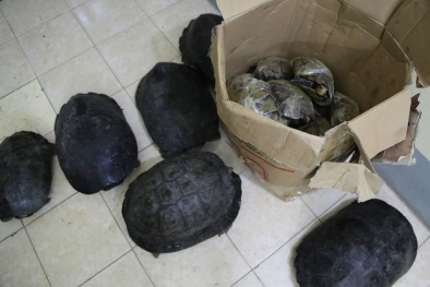 Tài xế xe máy hoảng hốt vứt lại thùng hàng chứa gần 30 cá thể rùa quý hiếm