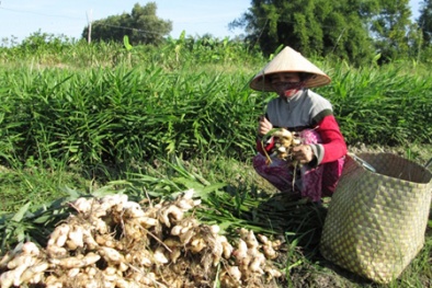 Tăng năng suất gừng bằng kỹ thuật trồng trong giỏ tre