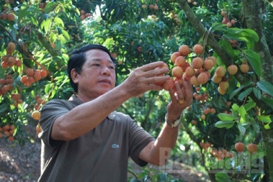 Thương lái TQ giàu to nhờ vải thiều VN mọc từ thân