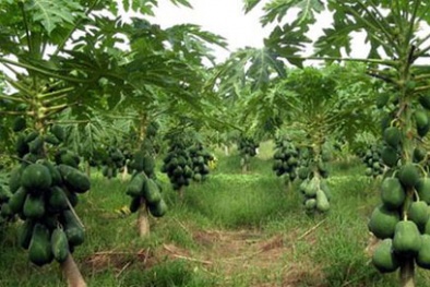 Trồng đu đủ nghiêng cho năng suất cao vượt trội