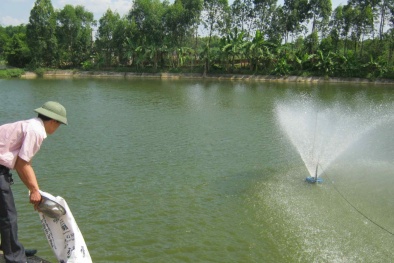 Xử lý môi trường ao nuôi cá để cải thiện năng suất