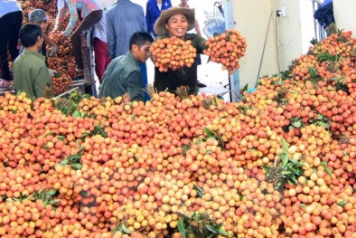 30 tấn vải thiều đã chinh phục 'thị trường khó tính' Australia