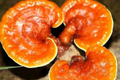 Nấm linh chi, 'thần dược giảm cân' có bị thổi phồng?