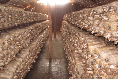 Nghiên cứu chọn lọc giống nấm bào ngư cho năng suất chất lượng tốt