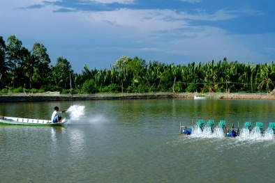 Xử lý rong đáy ao nuôi tôm góp phần tăng năng suất