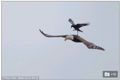 Chuyện lạ khó tin: Quạ đen ‘cưỡi’ đại bàng đang bay