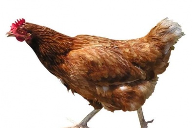 Cụ ông mù 80 tuổi bị bắt vì quan hệ với gà