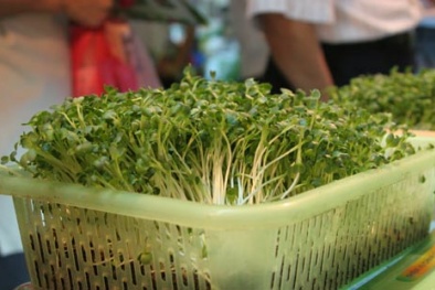 Kỹ thuật trồng rau mầm trên đất đơn giản ngay tại nhà