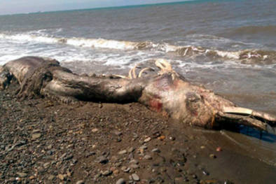 Phát hiện xác sinh vật lạ đầu chim đuôi thú trôi dạt vào bờ biển Nga