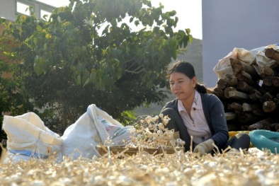 Thương hiệu bị đánh cắp, dân trồng tỏi Lý Sơn lao đao