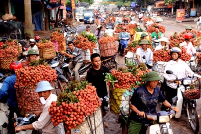 Thương lái Trung Quốc ngừng mua, vải thiều rớt giá thê thảm