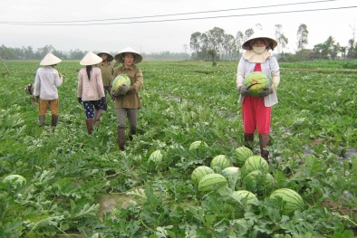 Áp dụng kỹ thuật phòng trị bệnh để dưa hấu đạt năng suất cao