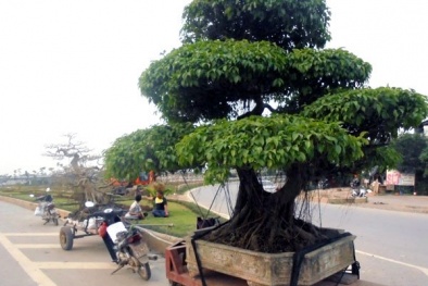 Cây cảnh tiền tỷ, hạ giá bán rong trên phố Hà Nội