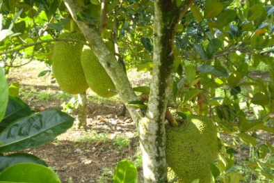 Kĩ thuật chăm sóc khoa học giúp tăng năng suất cây mít