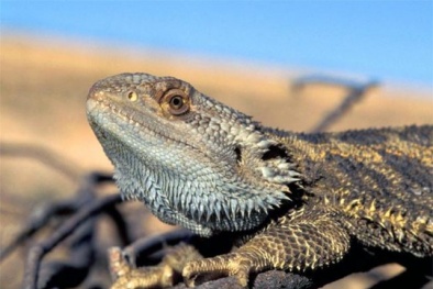 Sốc: Nhiệt độ quá nóng khiến thằn lằn phải 'chuyển giới' 