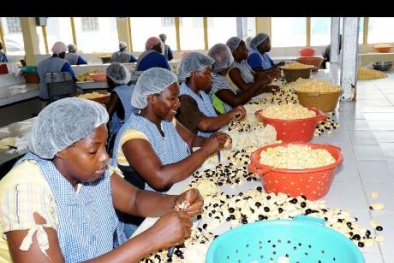 Jamaica: Thay đổi mô hình kinh doanh chính để tăng năng suất lao động