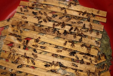 Bí quyết nuôi dế cho thu nhập 50 triệu một tháng