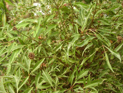 Thực hiện quy trình chăm sóc sau trồng để đinh lăng cho năng suất cao