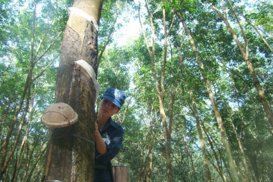 Áp dụng phương pháp cạo mủ D4 để tăng năng suất cao su