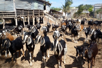 Hỗ trợ đồng bào dân tộc thiểu số nâng cao năng lực sản xuất