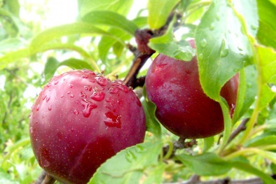 Kỹ thuật trồng và chăm sóc cây mận cho năng suất cao nhất