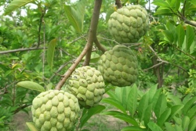 Kỹ thuật trồng mãng cầu ta cho trái ngọt, năng suất cao 