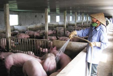 Tăng năng suất chăn nuôi mùa nóng bằng kỹ thuật phòng bệnh khoa học