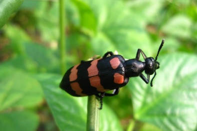 Tử vong vì ăn sâu ban miêu tưởng nhầm bọ xít