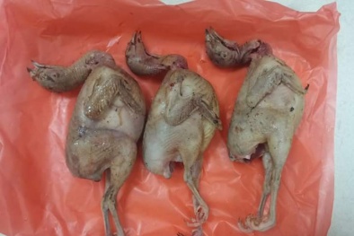 Hô biến gà 'chiếp' mắc bệnh thành chim cút 'núc ních' thịt