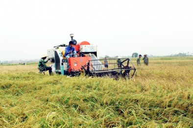 Quảng Ninh: Tập trung phát triển giống lúa mới cho gạo chất lượng cao 