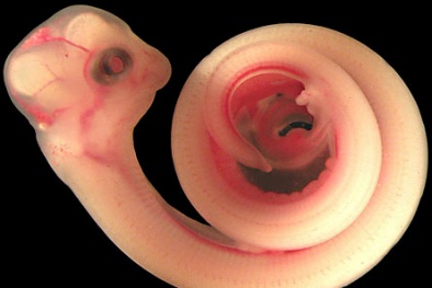 Thực hư vụ rắn nằm trong trứng gà ở Hải Dương