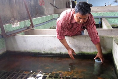 Giải pháp phòng bệnh đảm bảo năng suất lươn nuôi cao