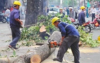 Hà Nội thừa nhận nóng vội trong việc thay thế cây xanh