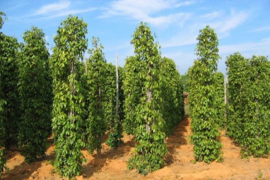 Kỹ thuật trồng và chăm sóc tiêu cho năng suất vượt trội