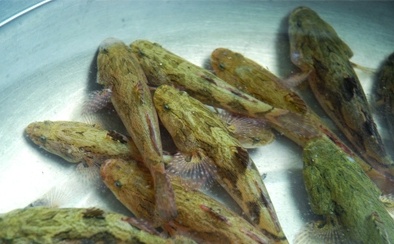 Nuôi cá bống tượng trong bồn để nâng cao năng suất