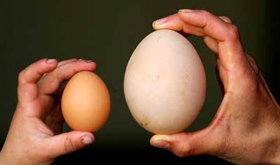 Thực hư quan niệm ăn trứng ngỗng tốt cho thai nhi?