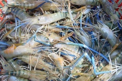 Ương tôm càng xanh trong bể nổi lót bạt để tăng năng suất